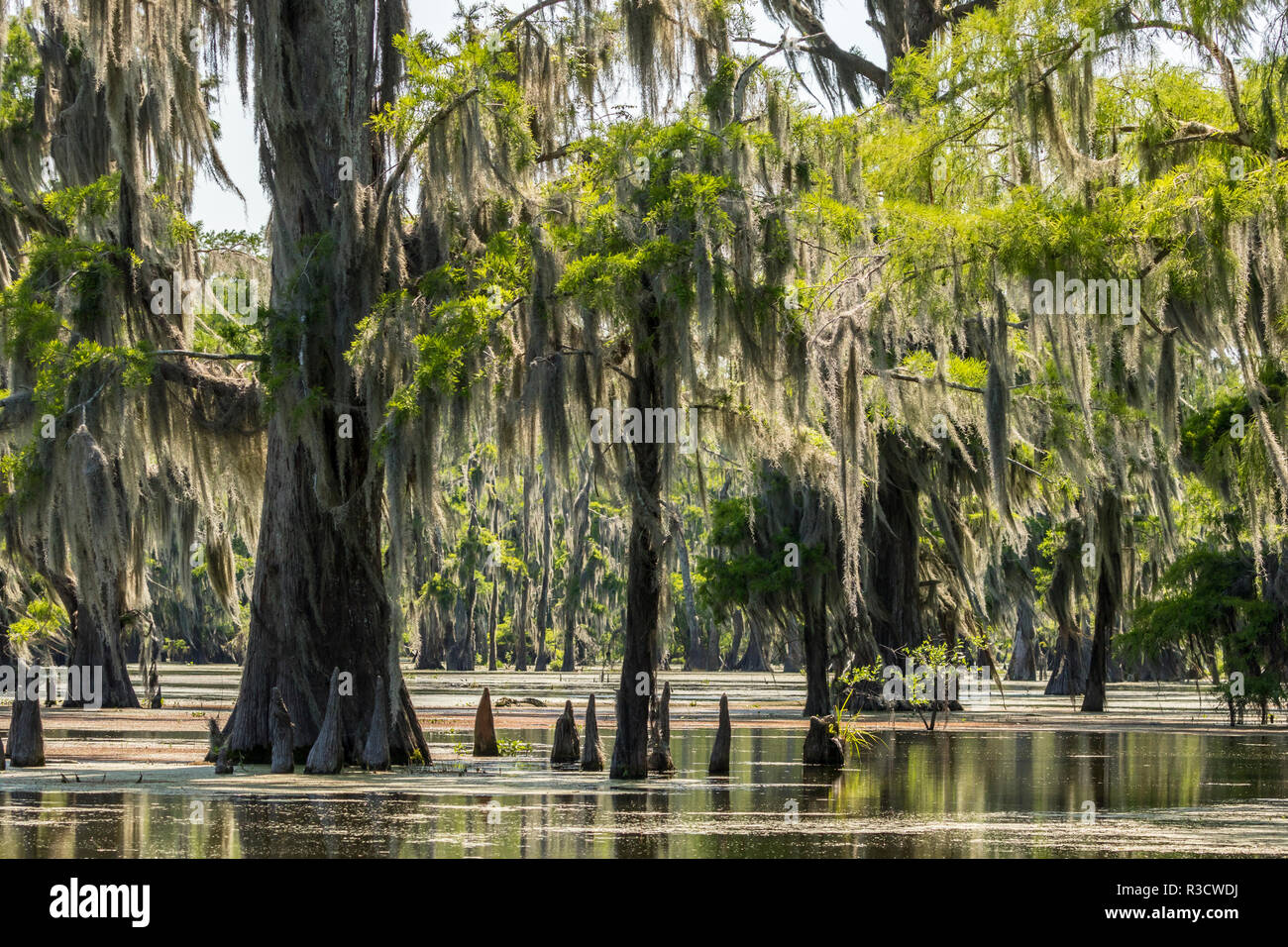 USA, Louisiane, National Heritage Area Atchafalaya. Les arbres couverts de mousse tupelo dans le lac Martin. Banque D'Images