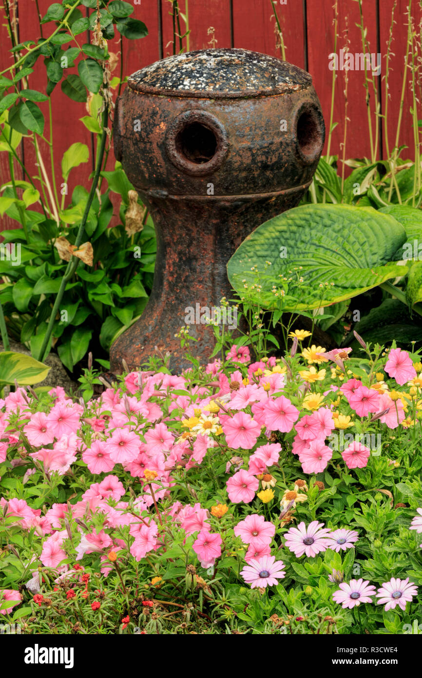 Pétunia dans le jardin, Rockport, Massachusetts Banque D'Images