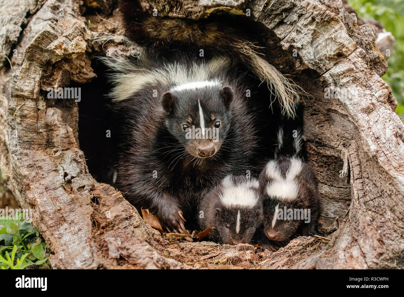 Les Mouffettes Bebe Femelle Adulte Et Mere Mephitidae Minnesota Photo Stock Alamy