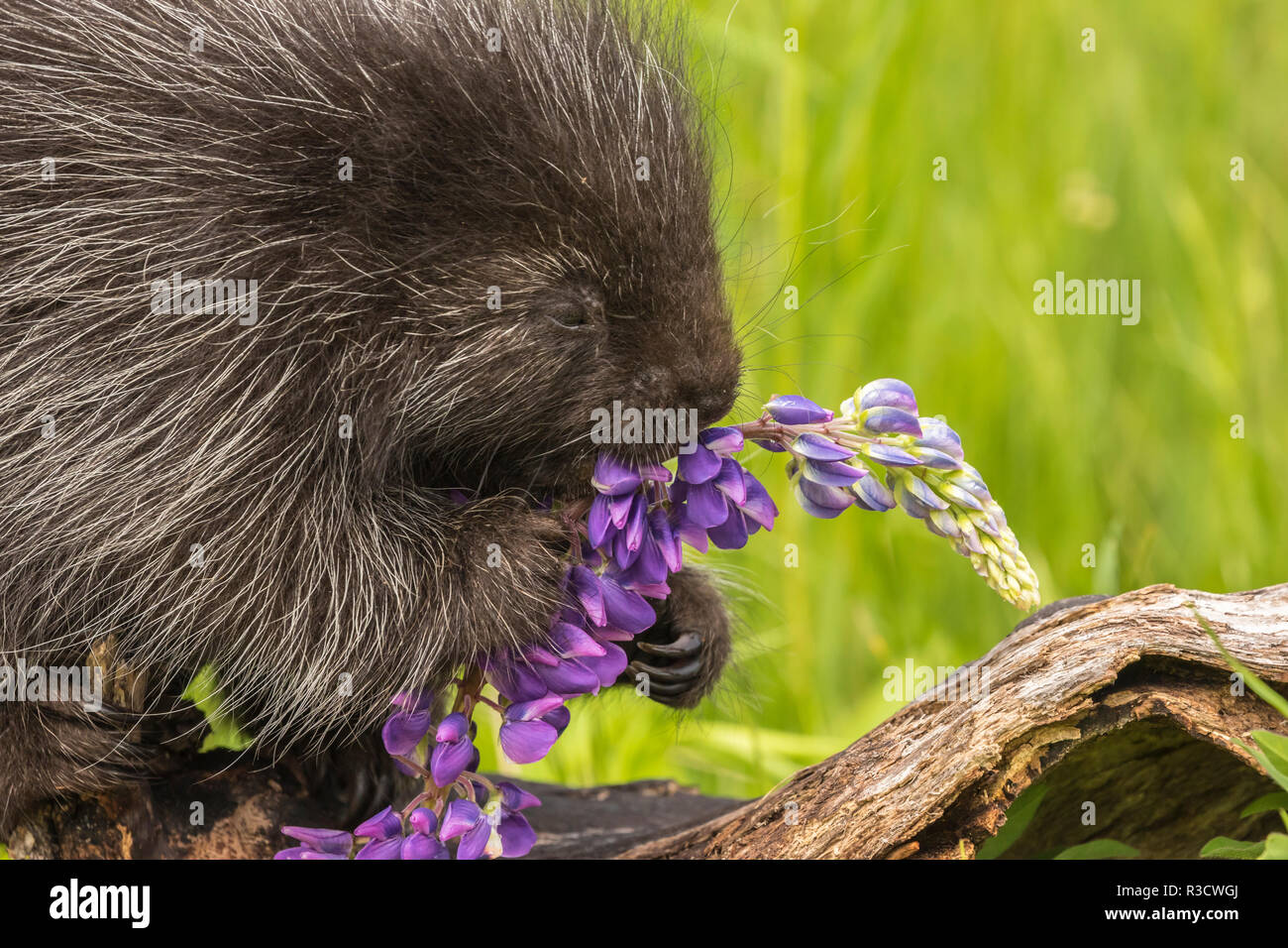 USA (Minnesota), la faune du Minnesota Connexion. Les jeunes en captivité alimentation porcupine fleurs lupin. Banque D'Images