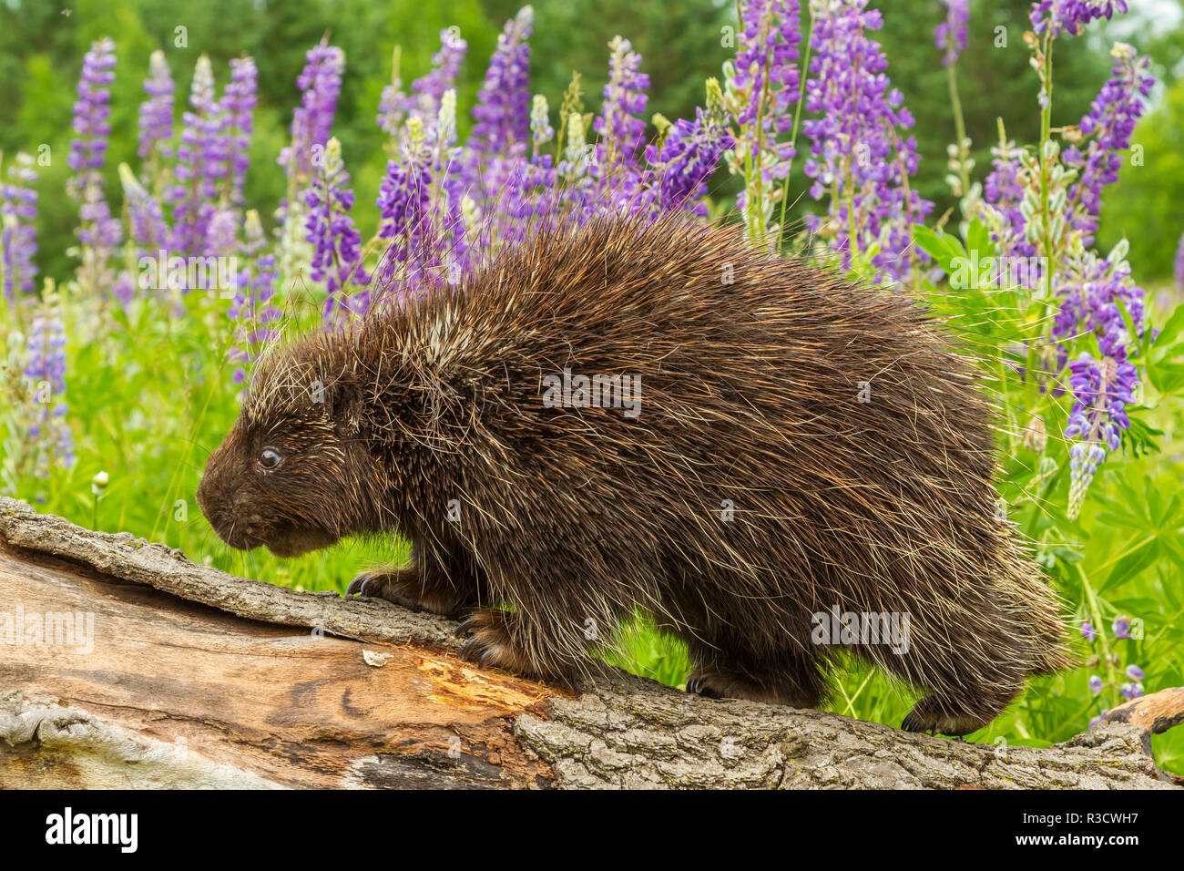 USA (Minnesota), la faune du Minnesota Connexion. Adultes en captivité sur porcupine log. Banque D'Images
