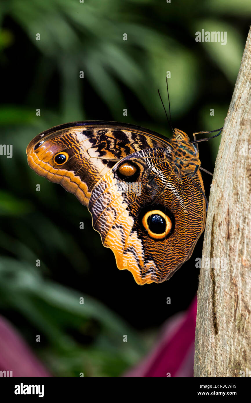 Vue de dessous sur le bord owl butterfly, calicot, Missouri Botanical Gardens, Florida Banque D'Images