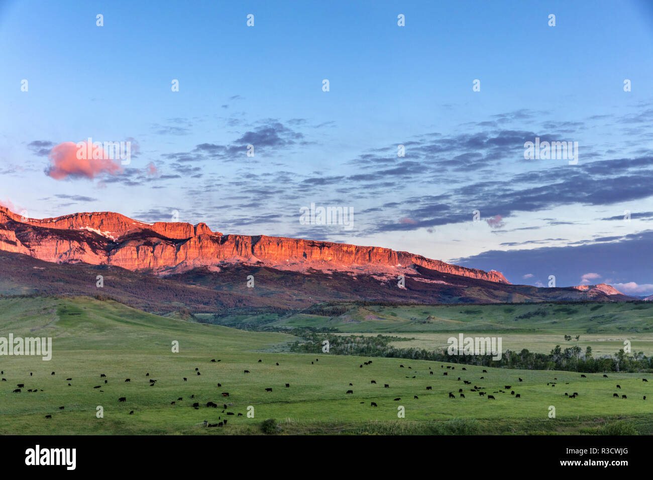 Le pâturage des bovins ci-dessous sur le récif Walling Rocky Mountain/au lever du soleil près de Dupuyer, Montana, USA Banque D'Images
