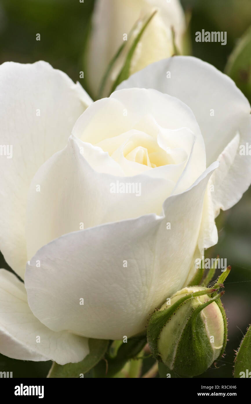 Rose Blanche, Rose International Jardin d'essai, Portland, Oregon. Banque D'Images