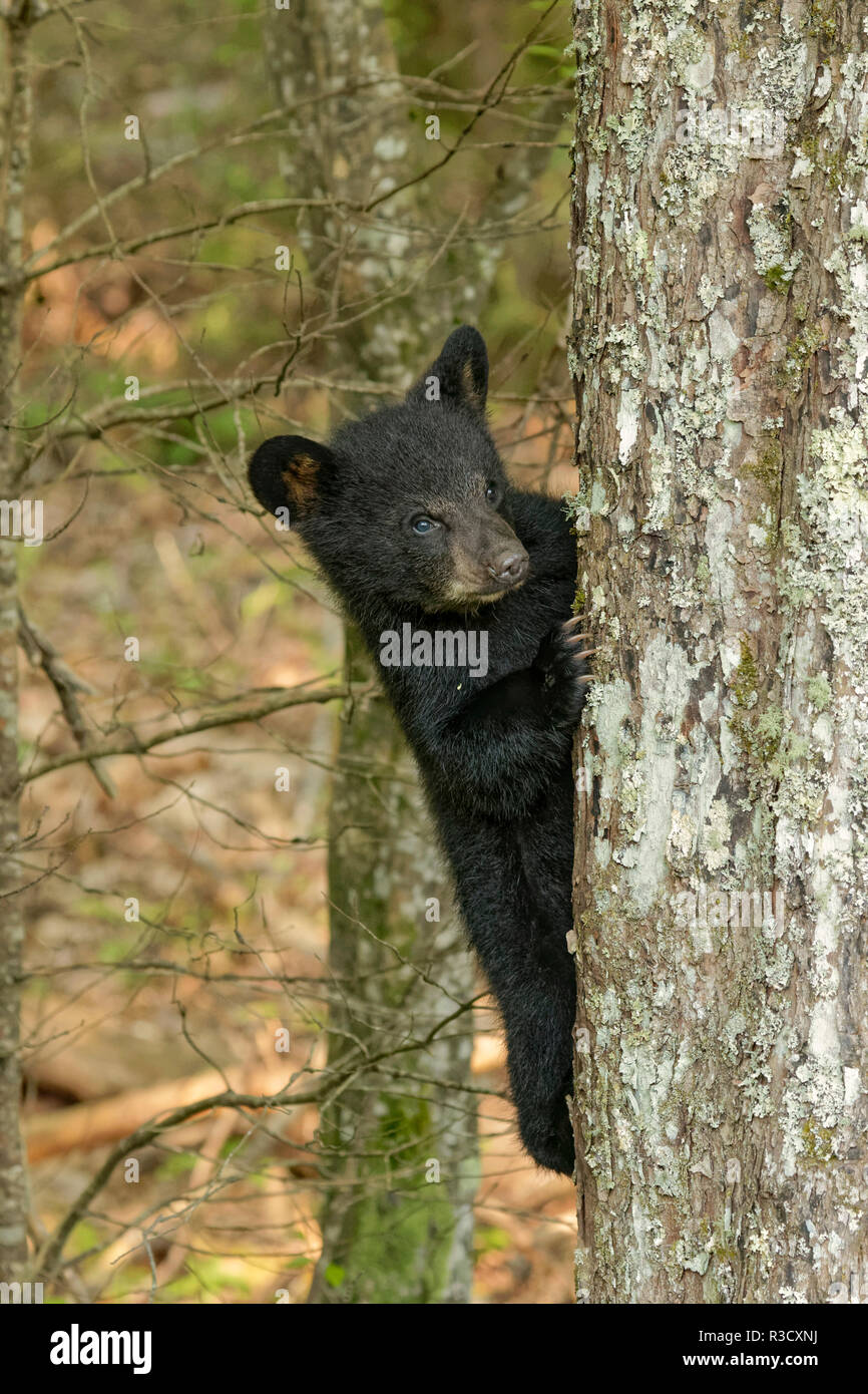 Les jeunes Ours noir Ursus americanus, CUB, la Cades Cove, parc national des Great Smoky Mountains, New York Banque D'Images
