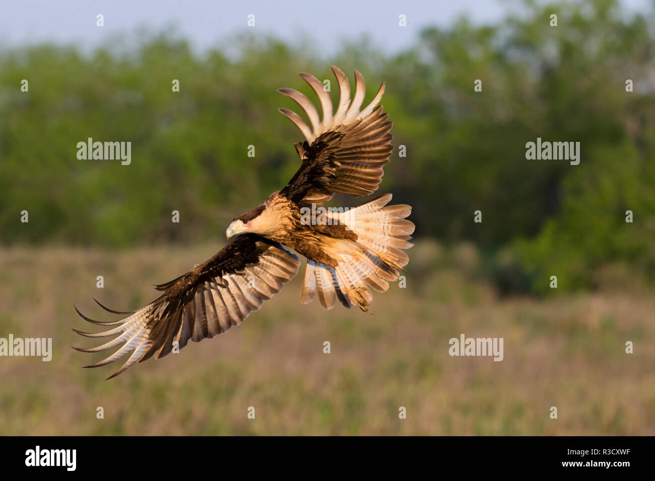 Crested Caracara cheriway Caracaras (juvénile) landing Banque D'Images