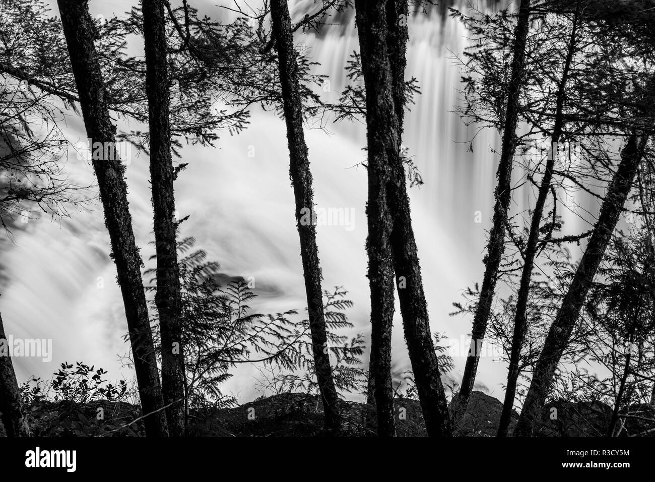 États-unis, WA, Skamania Comté, Lewis River Falls à BW, derrière les troncs de pins. Banque D'Images