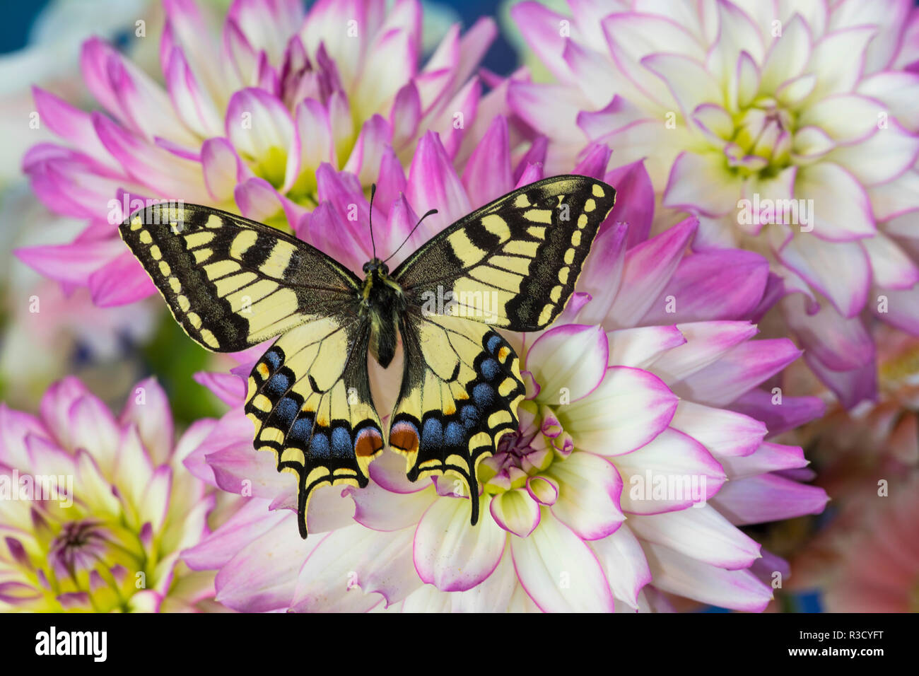 Ancien monde Swallowtail butterfly, Papilio Machaon sur Dahlias Banque D'Images