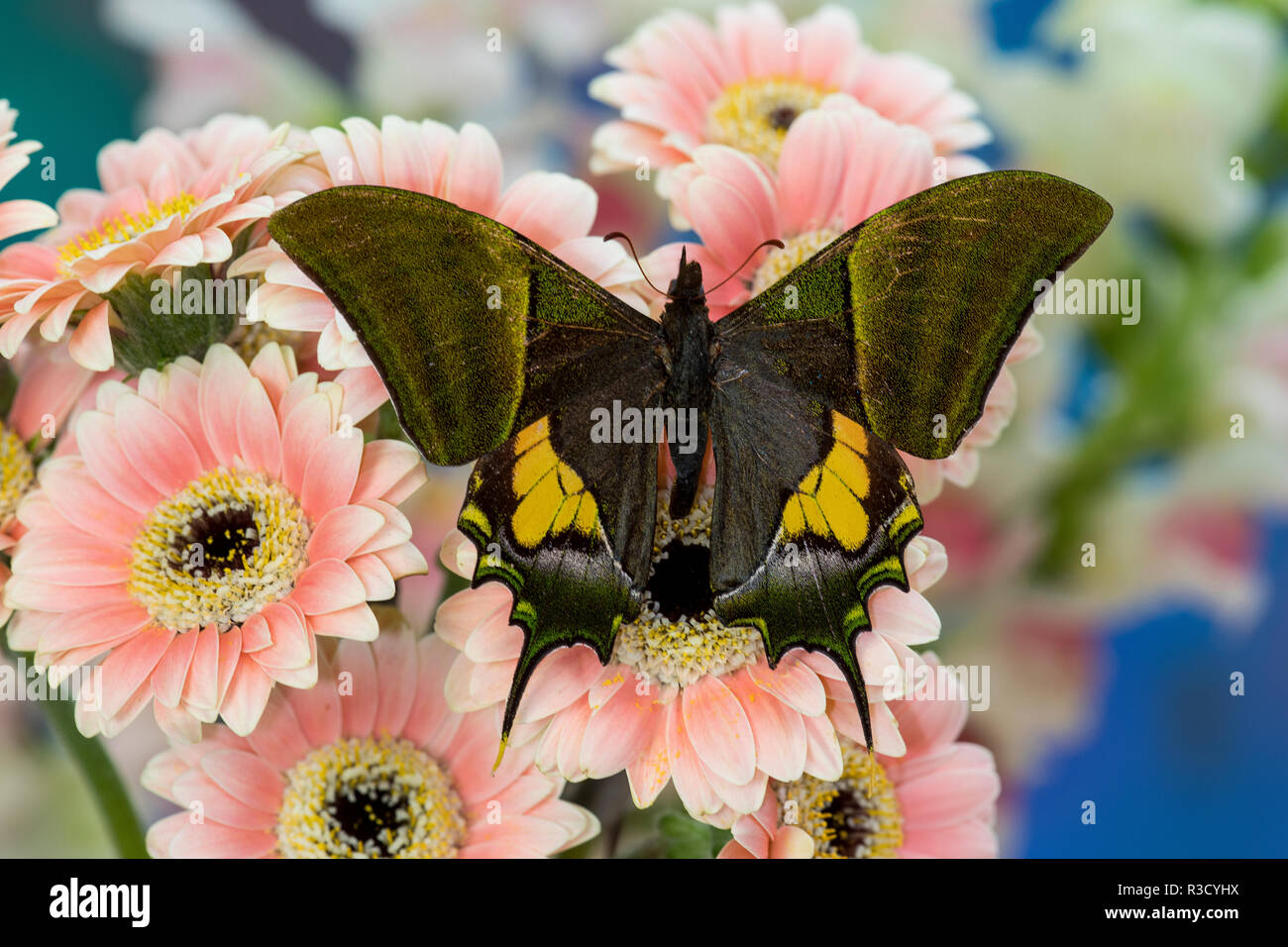 Imperilalis Teinopalpus savoir comme l'empereur de l'Inde à l'iridescence vert rose les ailes sur Gerber Daisy Banque D'Images