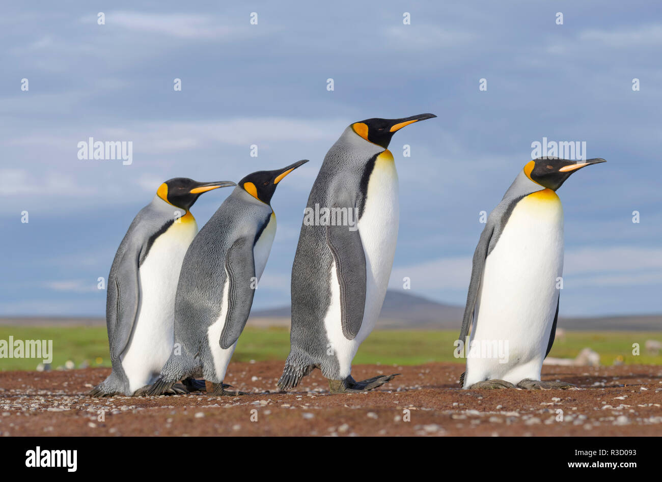 Manchot royal (Aptenodytes patagonicus) sur les îles Malouines dans l'Atlantique Sud. Banque D'Images
