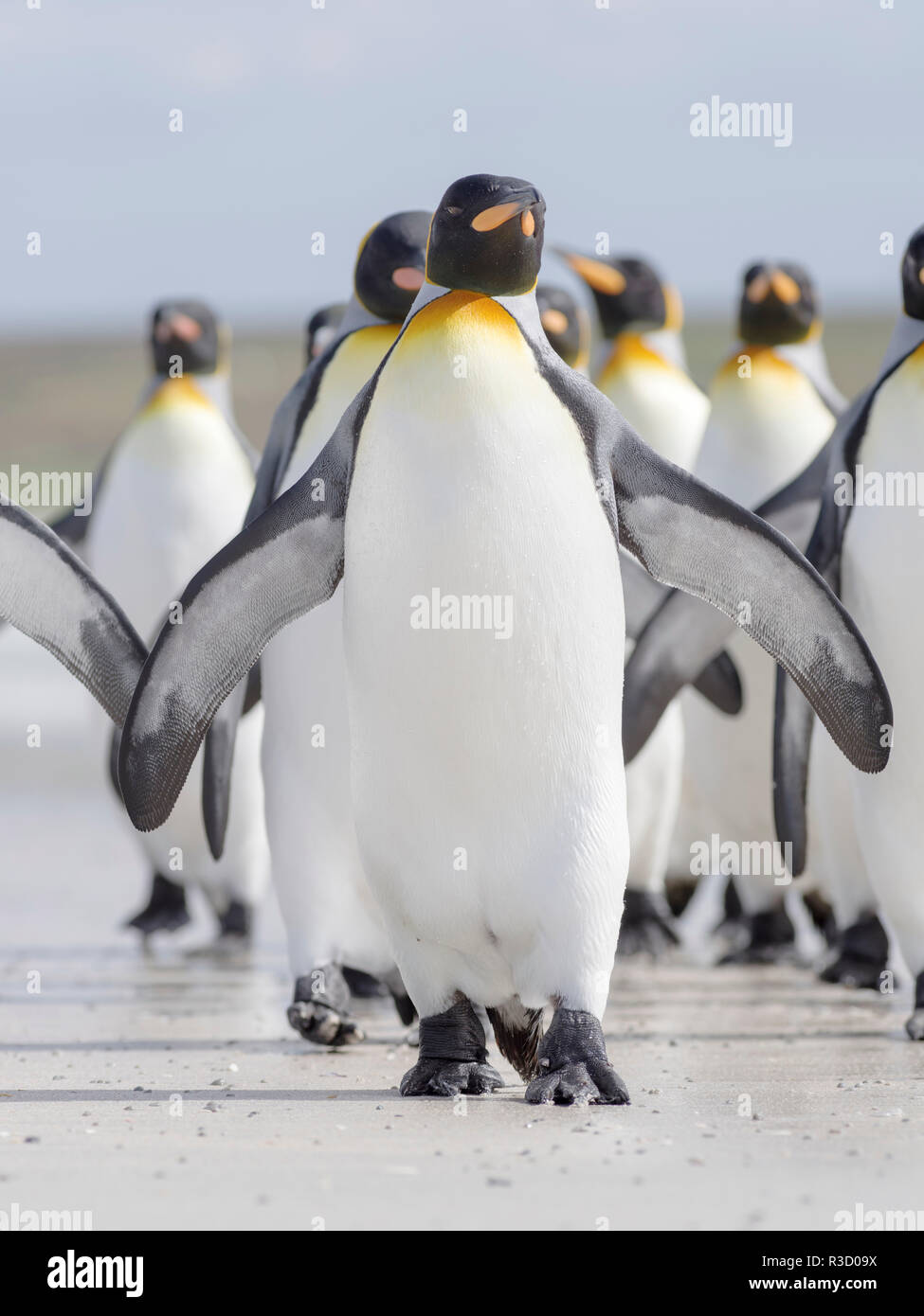 Manchot royal (Aptenodytes patagonicus) sur les îles Malouines dans l'Atlantique Sud. Banque D'Images