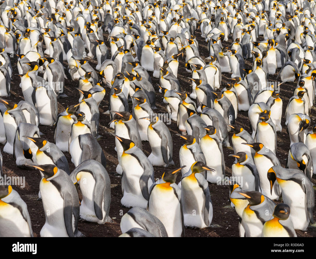 Manchot royal (Aptenodytes patagonicus) sur les îles Malouines dans l'Atlantique Sud. Banque D'Images