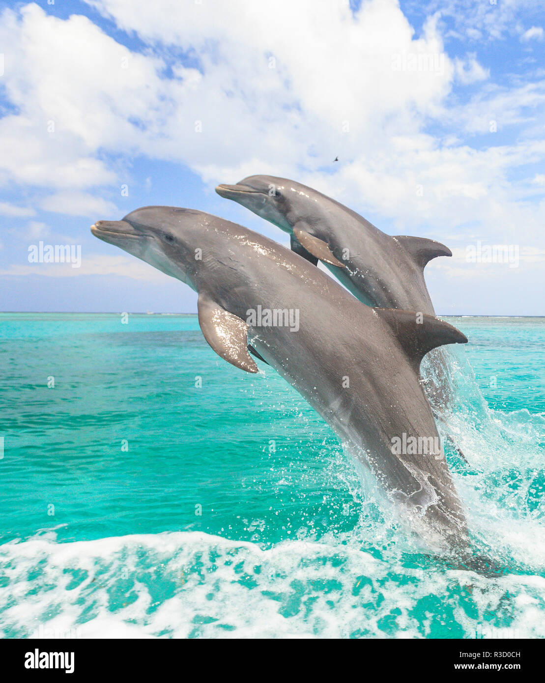 Les grands dauphins (Tursiops truncatus), la mer des Caraïbes, Roatan, Bay Islands, Honduras Banque D'Images