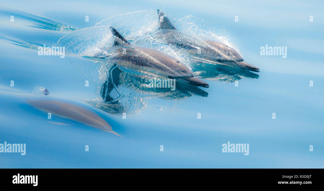 Baja, Mer de Cortez, Golfe de Californie, au Mexique. Dauphin commun à long bec à la surface. Banque D'Images