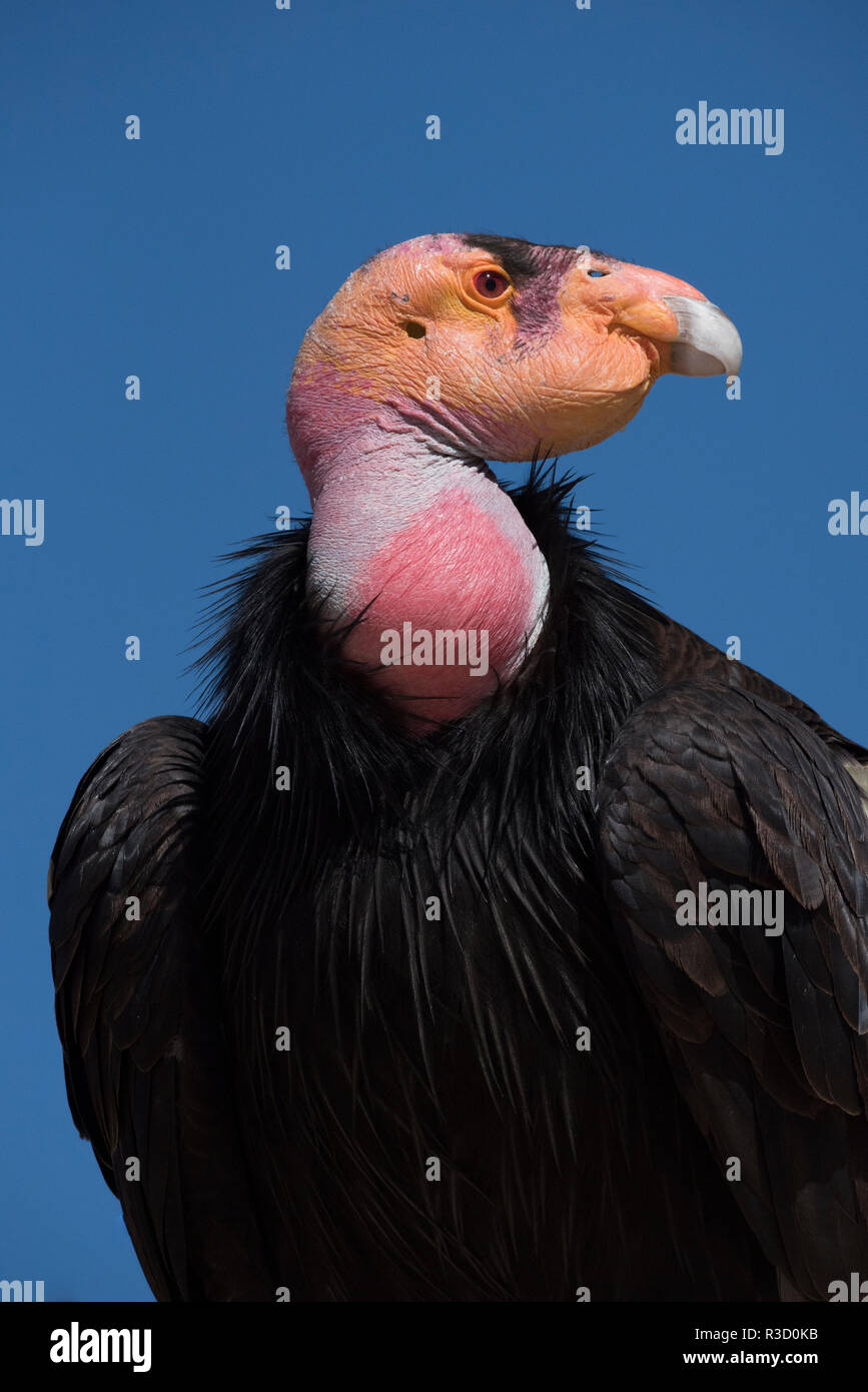 La Basse Californie, au Mexique. Condor de Californie (Gymnogyps Californianus) à l'état sauvage Banque D'Images