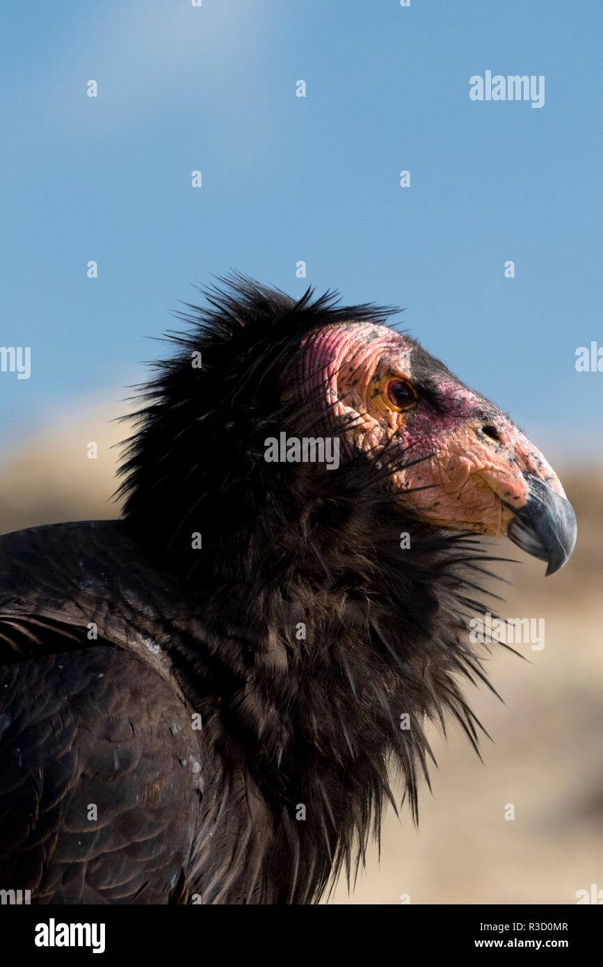 La Basse Californie, au Mexique. Condor de Californie (Gymnogyps Californianus) dans la nature. Banque D'Images