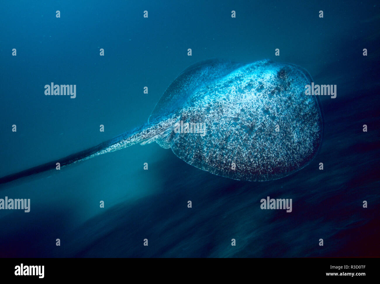 Marbré de Ray (Taeniura meyeici), l'île Cocos, Costa Rica Banque D'Images