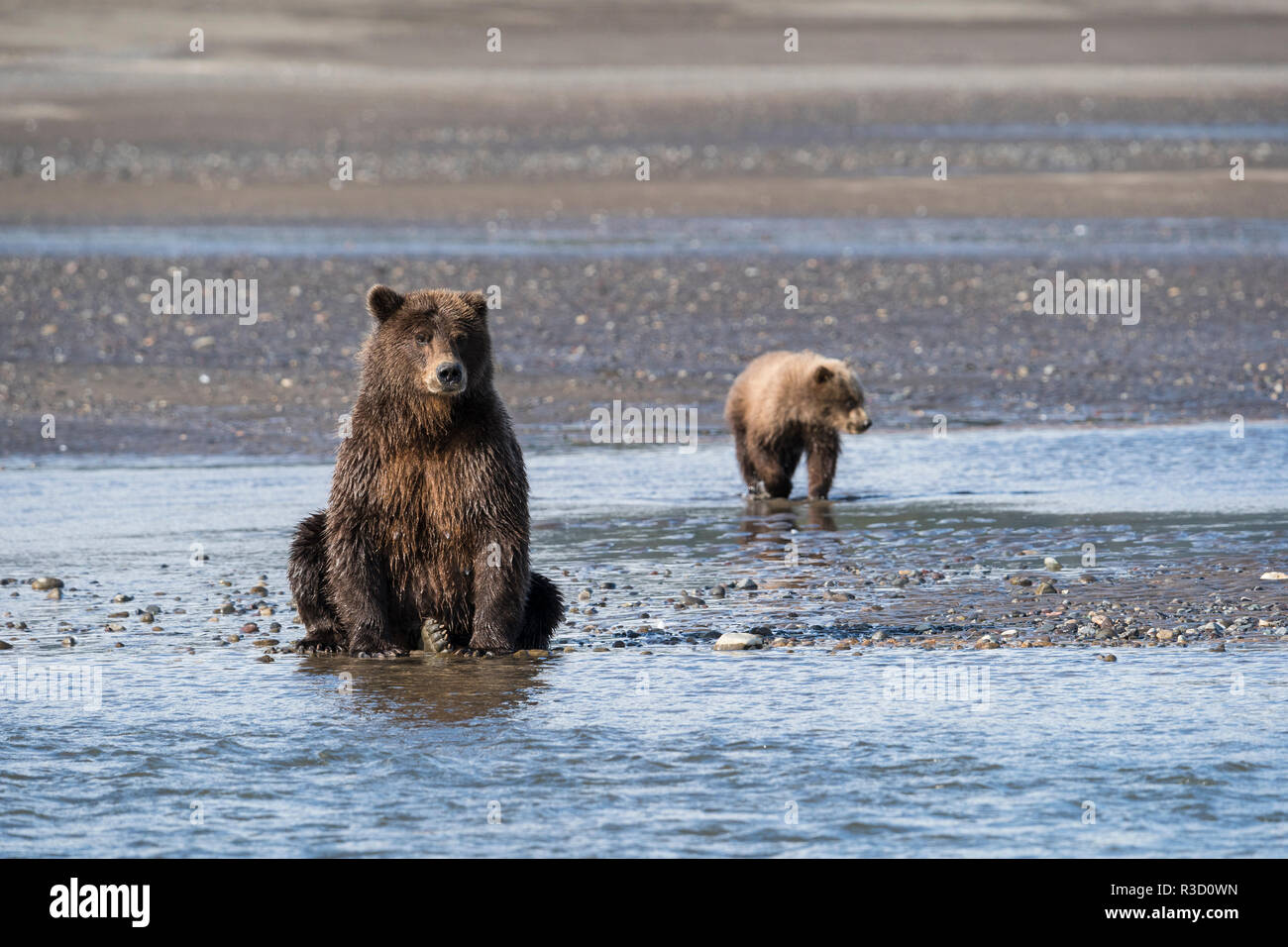 Un ours brun (Ursus arctos) et son petit watch pour le poisson le long de la rivière dans la région de Lake Clark National Park, Alaska. Banque D'Images