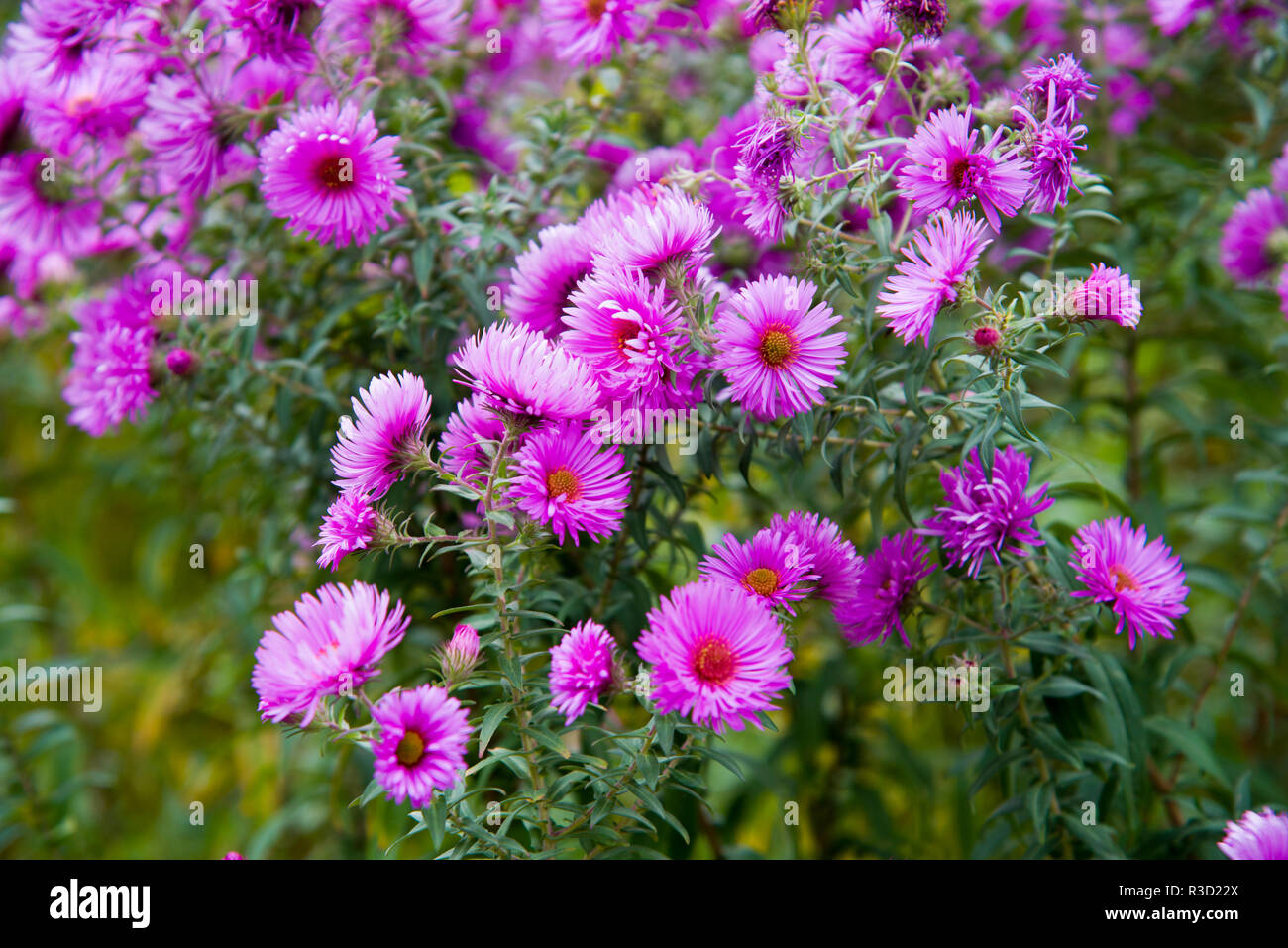 Aster novae angliae barrs pink Banque D'Images