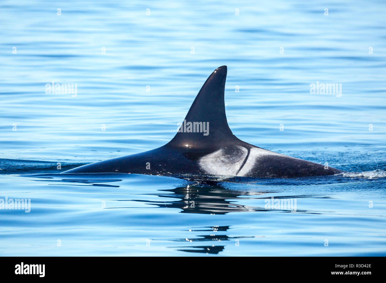 Le pod d'orques résidentes (Orcinus orca) au détroit de Haro près de San Juan Island, Washington, États-Unis Banque D'Images