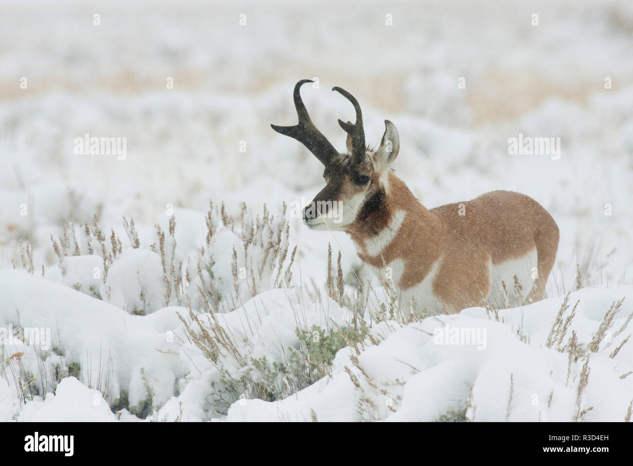 L'Antilope buck Banque D'Images