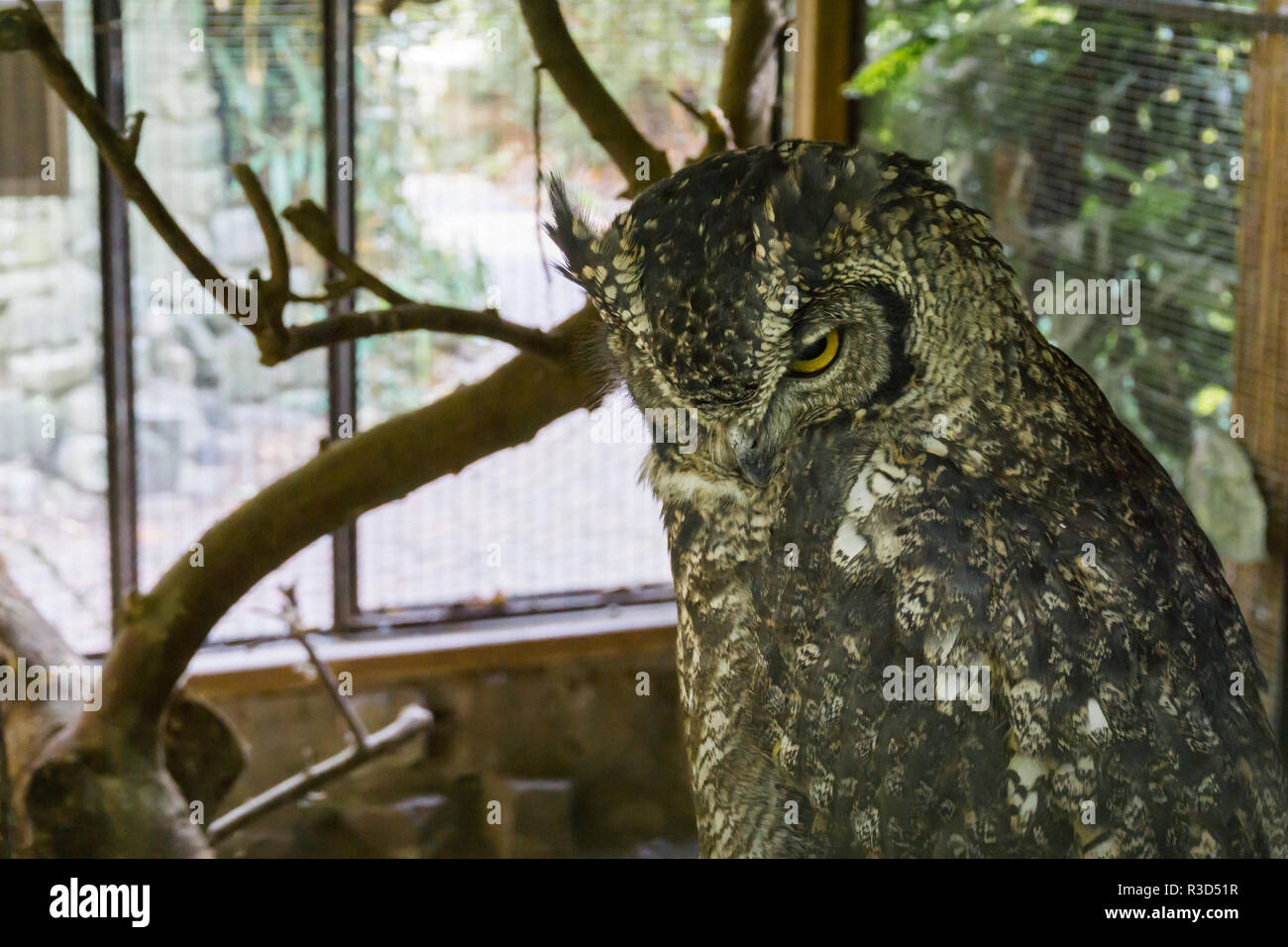 Belle vie sauvage des oiseaux portrait d'un grand hibou en libre Banque D'Images