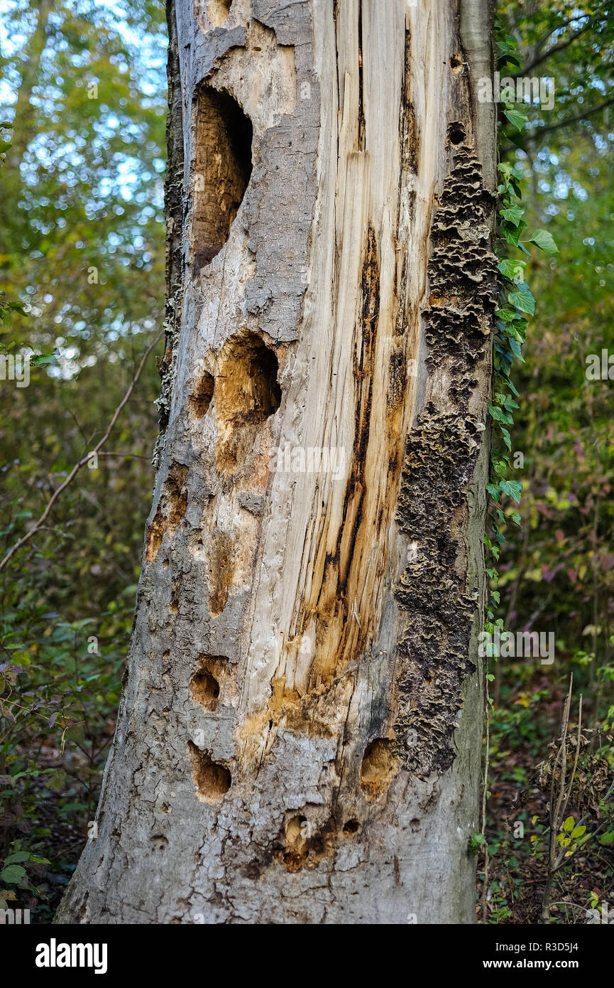 Morscher tronc d'arbre avec des trous de pic-bois et de champignons Banque D'Images