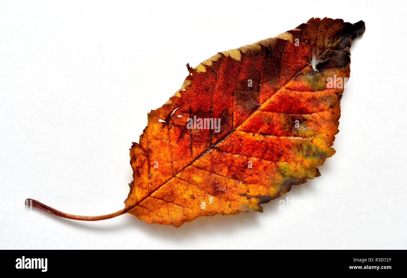 Autumn Leaf Banque D'Images