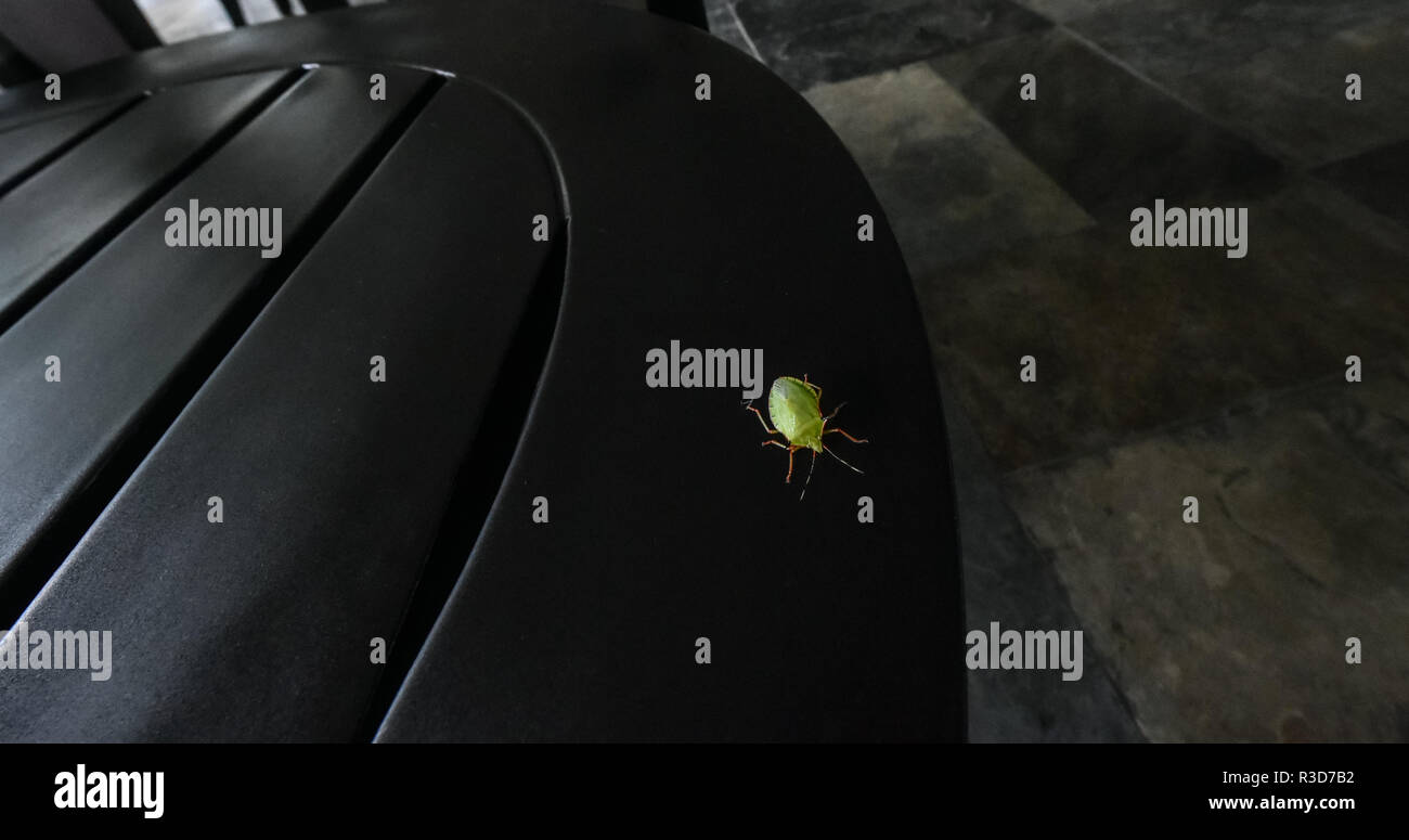Bug Chincha. Bug vert brillant sur la surface en bois sombre. La faune d'insectes visites une créature en bois de table à un espace ouvert salon. Banque D'Images