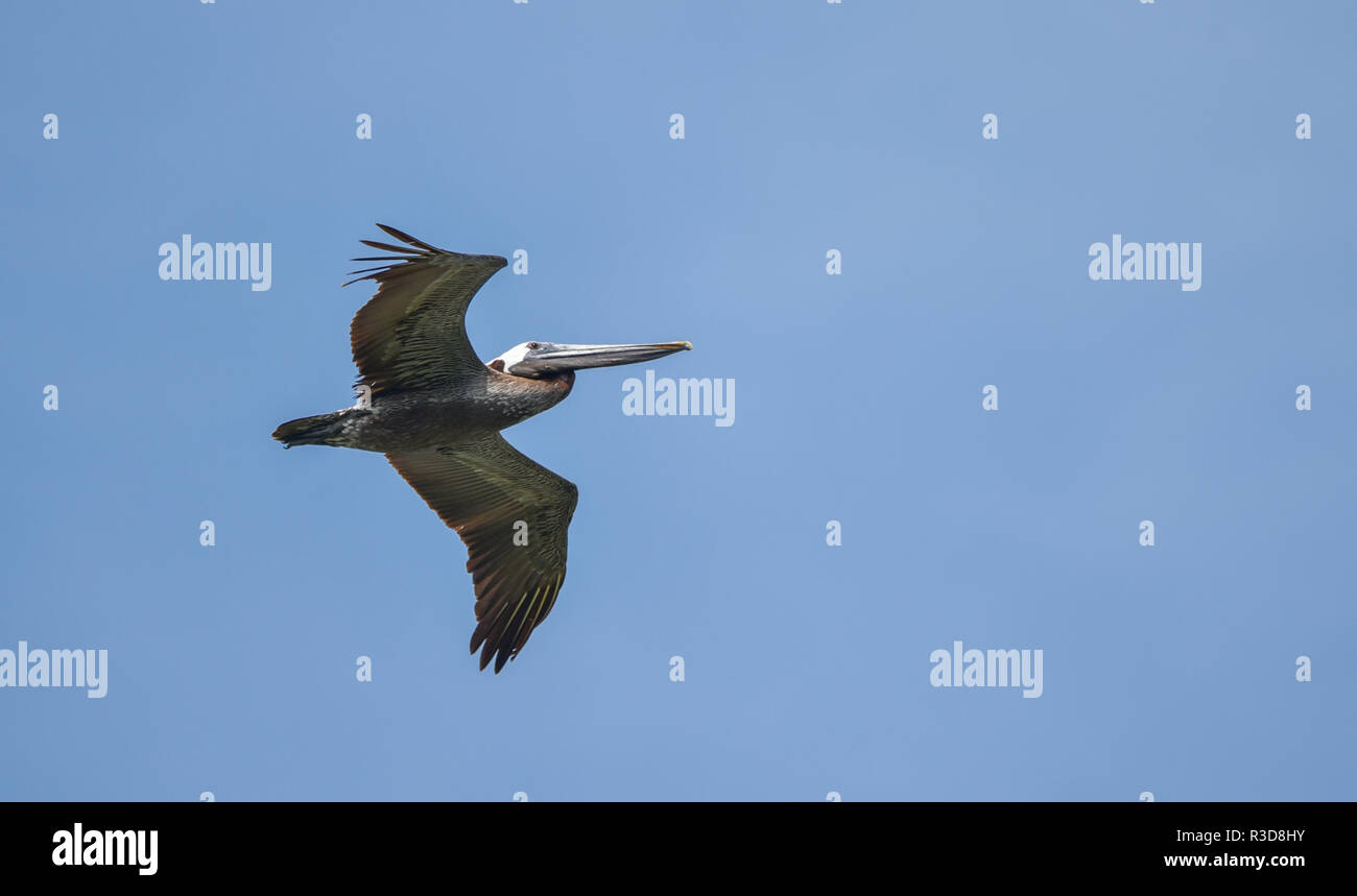 Pélican brun (Pelecanus occidentalis) voler dans un groupe pour chasser les poissons .. dans le ciel bleu le long des eaux côtières au Panama. Banque D'Images