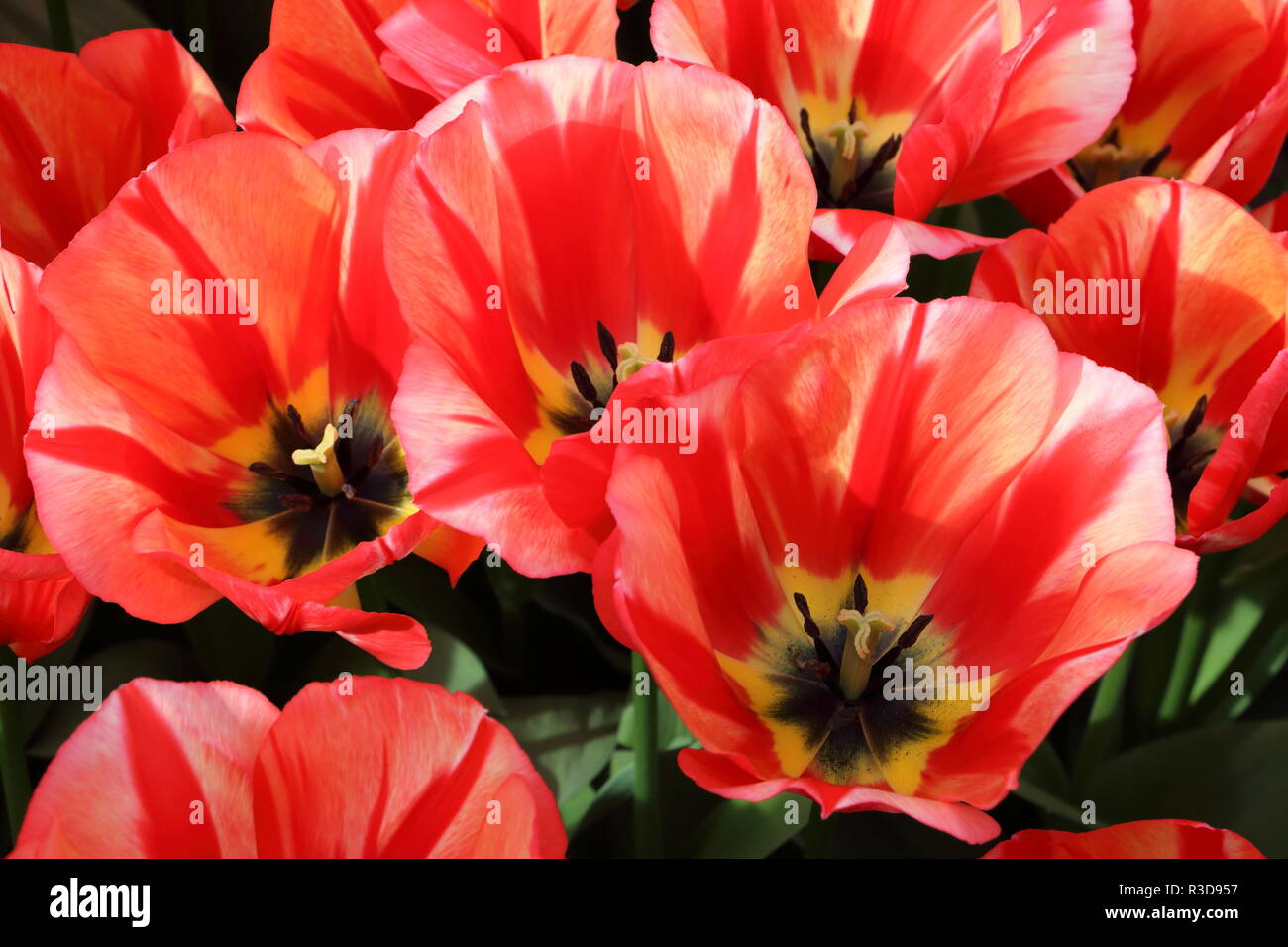 Tulipes au Pays-Bas parc Keukenhof Banque D'Images
