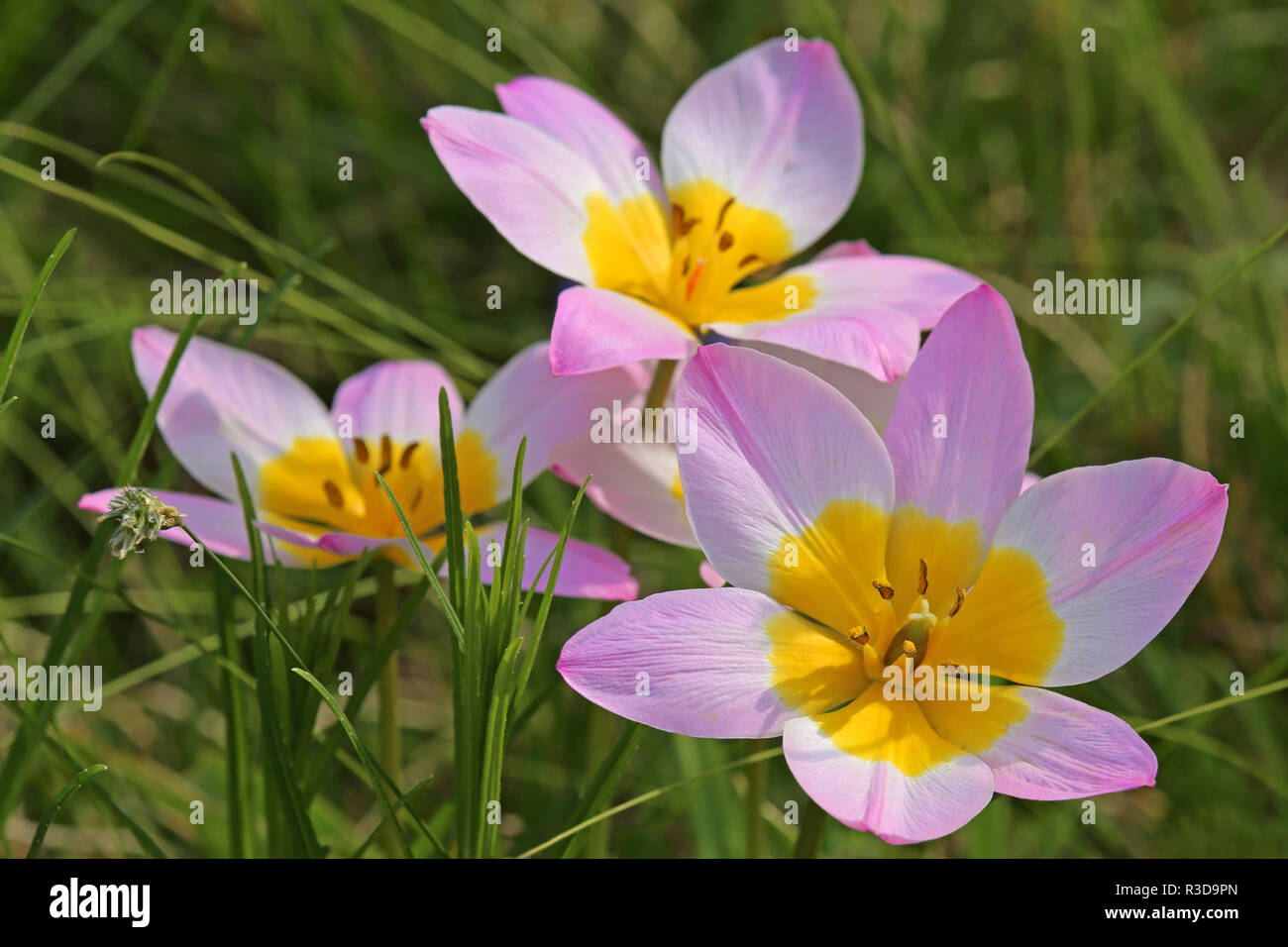 Tulipe sauvage tulipa bakeri lilac wonder Banque D'Images