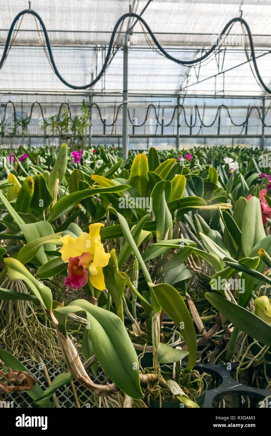 Volcano, Hawaii - Orchidées Orchidées Akatsuka croissance sur Hawaii's Big Island. L'Orchid Nursery est une entreprise familiale, a commencé en 1974 par le Japon Banque D'Images