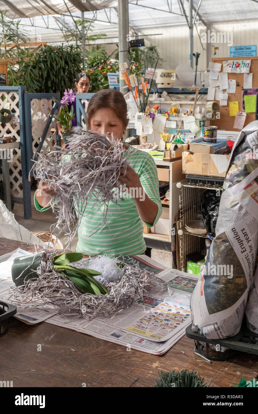 Volcano, Hawaii - packs d'un travailleur pour l'expédition d'orchidées au Jardin des Orchidées Akatsuka sur Hawaii's Big Island. L'Orchid Nursery est une entreprise familiale, star Banque D'Images