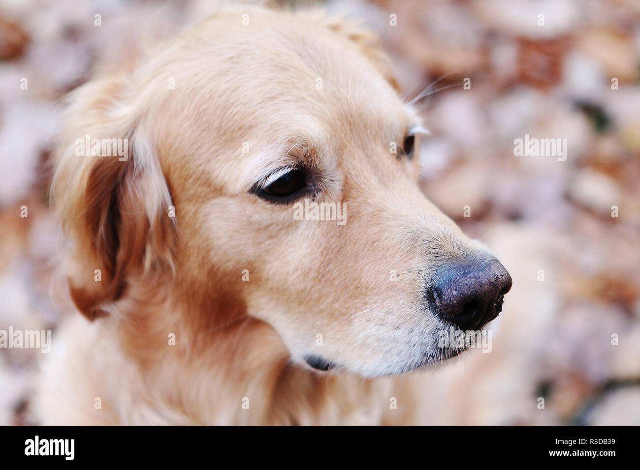 Golden Retriever assis dans les feuilles d'automne Banque D'Images