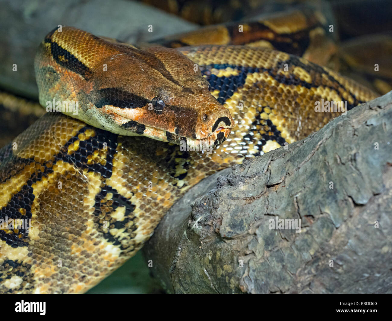 Boa constrictor constrictor prisonnier commun Banque D'Images