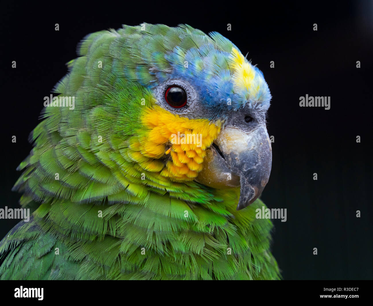 Amazon Parrot Amazona amazonica à ailes orange Banque D'Images