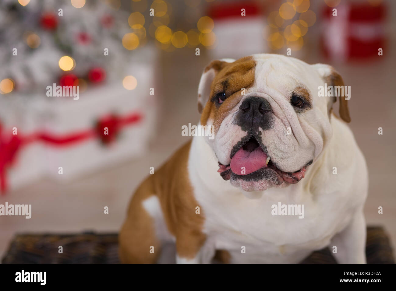 Race De Chien Bulldog Anglais Sous Le Nouvel An Des Arbres