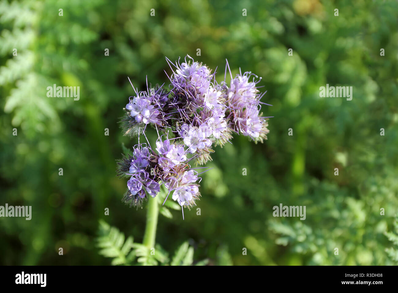 Close-up de Phacelia tanacetifolia sur le terrain Banque D'Images