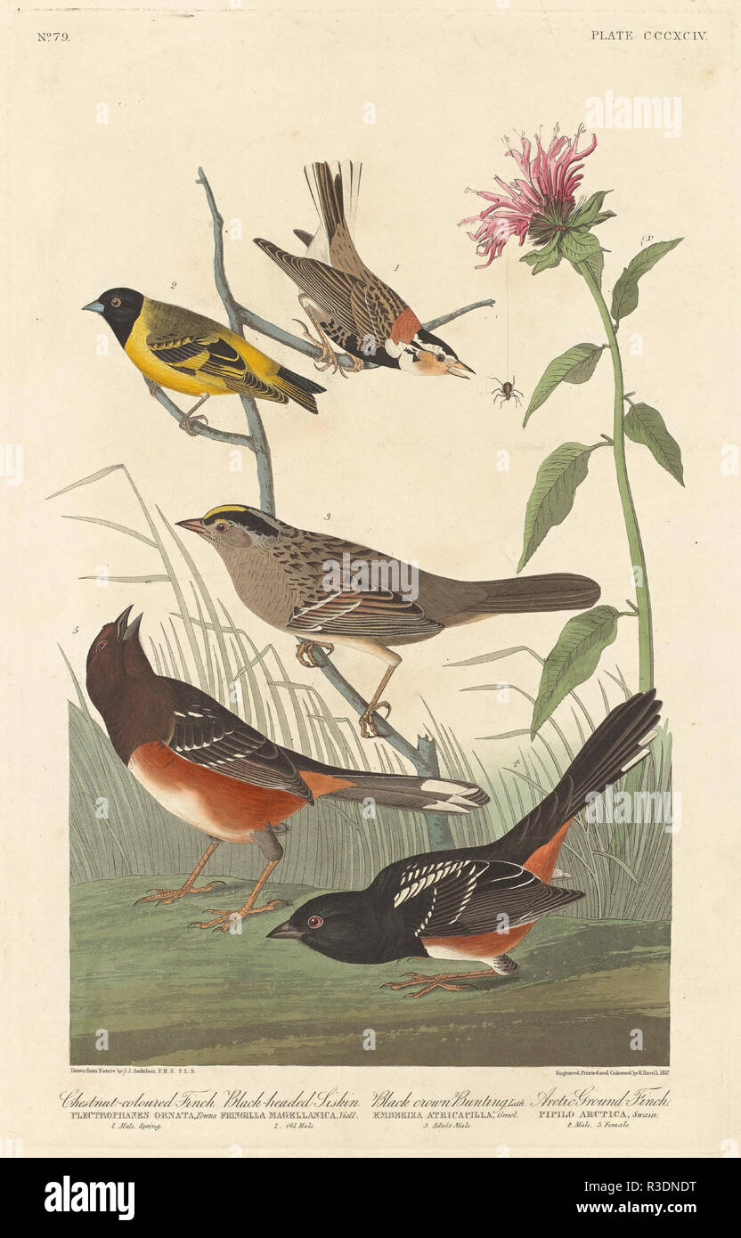Finch Marron, Noir Tarin des banderoles et de la Couronne au sol de l'Arctique Finch. En date du : 1837. Médium : à la main, gravure et aquatinte sur papier Whatman. Musée : National Gallery of Art, Washington DC. Auteur : Robert Havell après John James Audubon. AUDUBON, JOHN JAMES. Banque D'Images