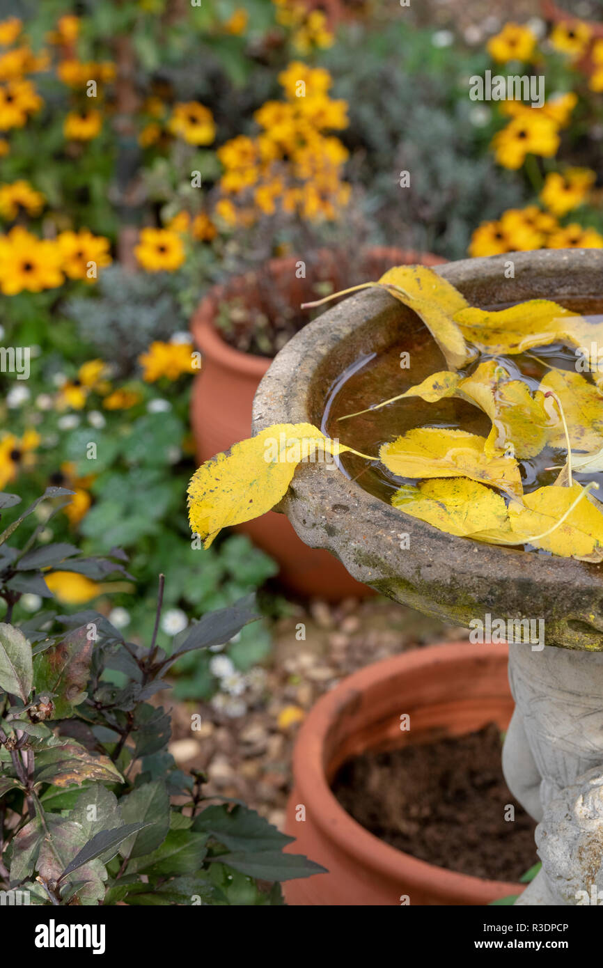 Feuilles mortes dans un bain d'oiseaux dans un jardin anglais Banque D'Images