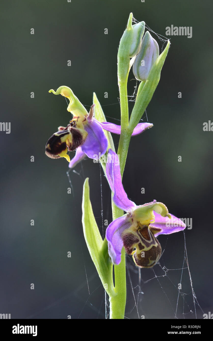 Portrait de l'orchidée abeille en fleur. Dorset, UK Juin Banque D'Images