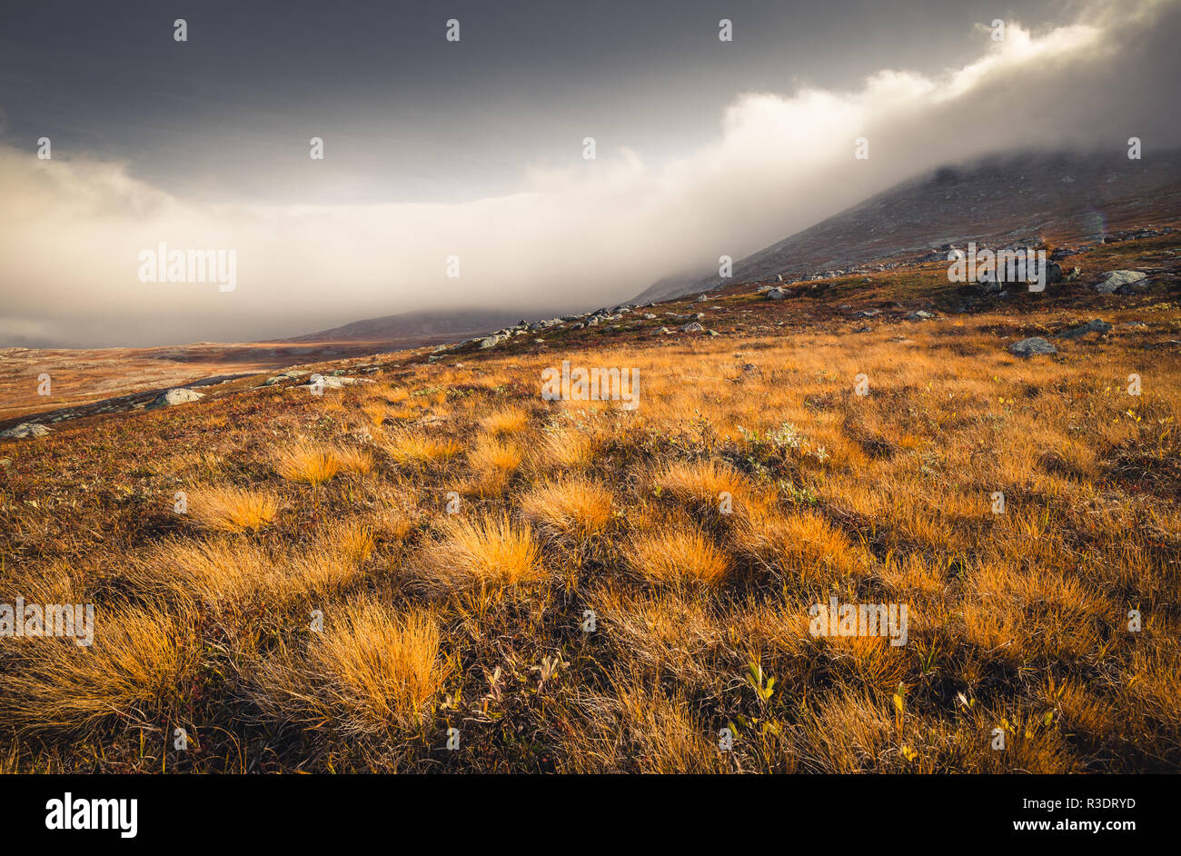 L'herbe d'automne jaune mobile dans Sylan montagnes. Paysage norvégien. Banque D'Images