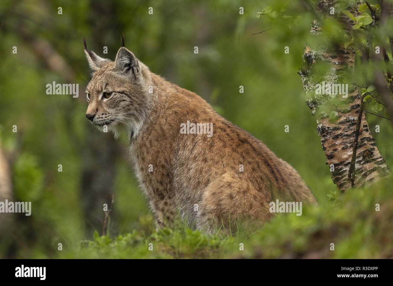 Le lynx d'Eurasie, Lynx lynx, forêts boréales, en Scandinavie. Banque D'Images