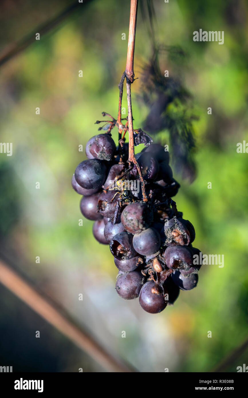 Le wasp,raisin, raisin, guêpes, abeilles, la nature l'Agriculture, Close-up, Danger, Fly - insecte, Nourriture, fruits, vert, couleur, Horizontal, macrophotographie des insectes, Banque D'Images