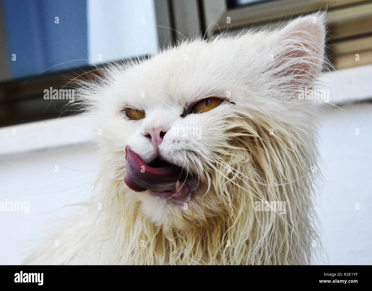 Angry cat licking sa bouche humide Banque D'Images