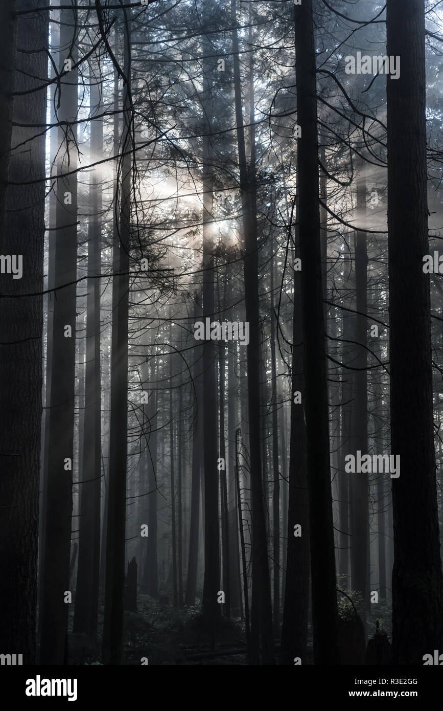 Les rayons de lumière filtre à travers le couvert dans une ancienne forêt pluviale de north vancouver, British Columbia Banque D'Images