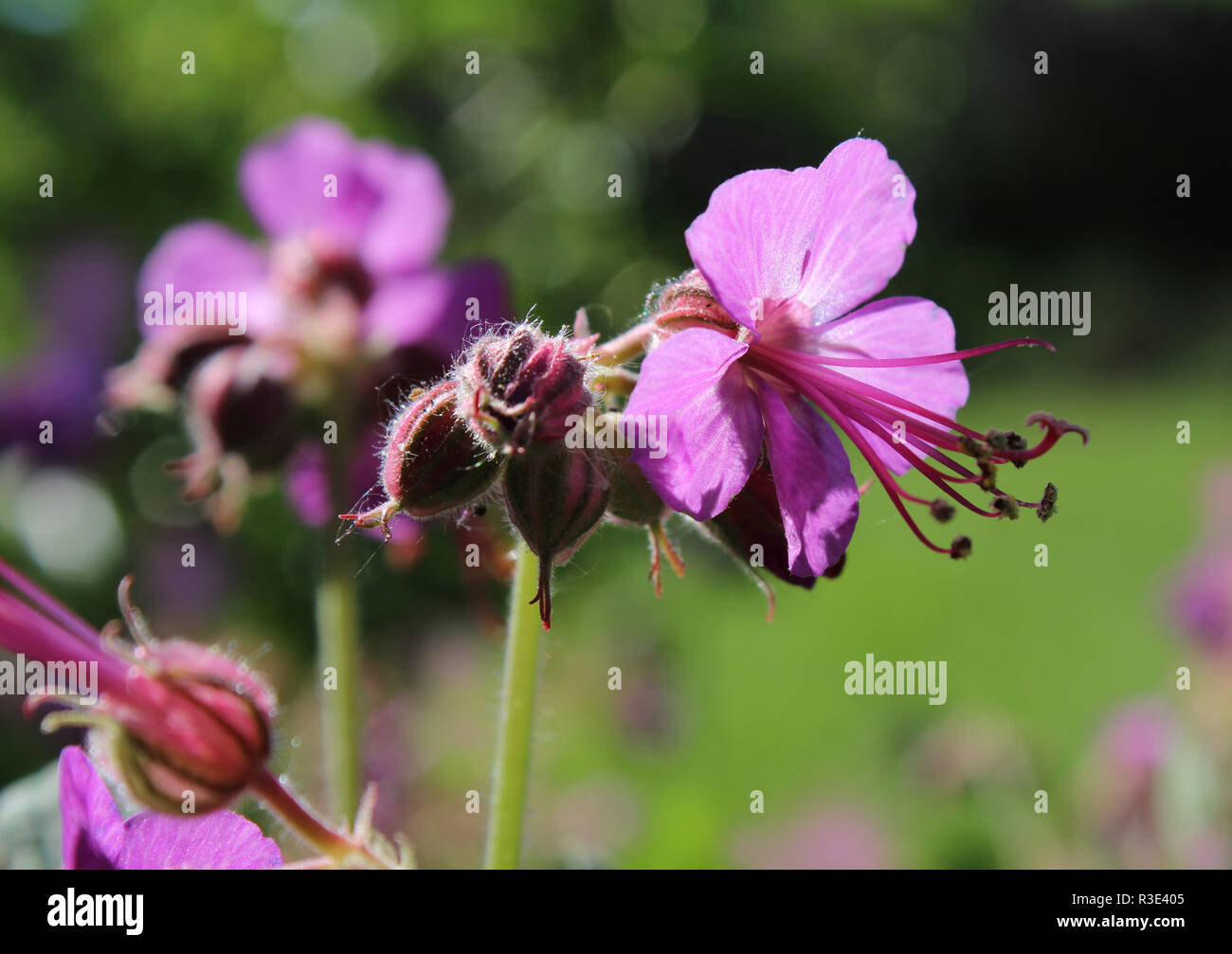 Close up of lovely pink Geranium macrorrhizum fleurs également connu sous le nom de rock gothique cranes bill, dans un parc naturel en plein air, éclairé par le soleil du matin. Banque D'Images
