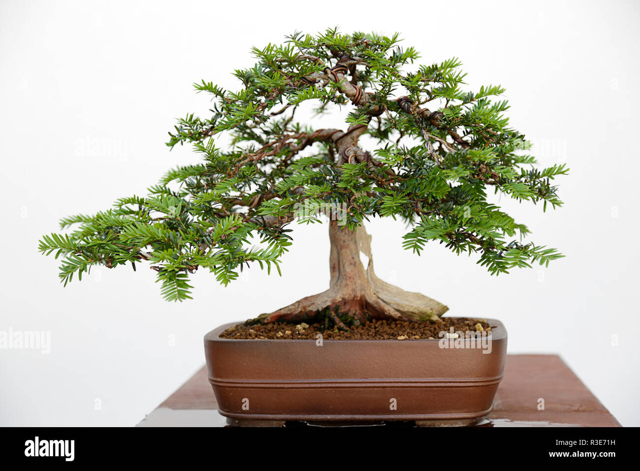 European if (Taxus baccata) bonsai sur une table en bois et fond blanc  Photo Stock - Alamy
