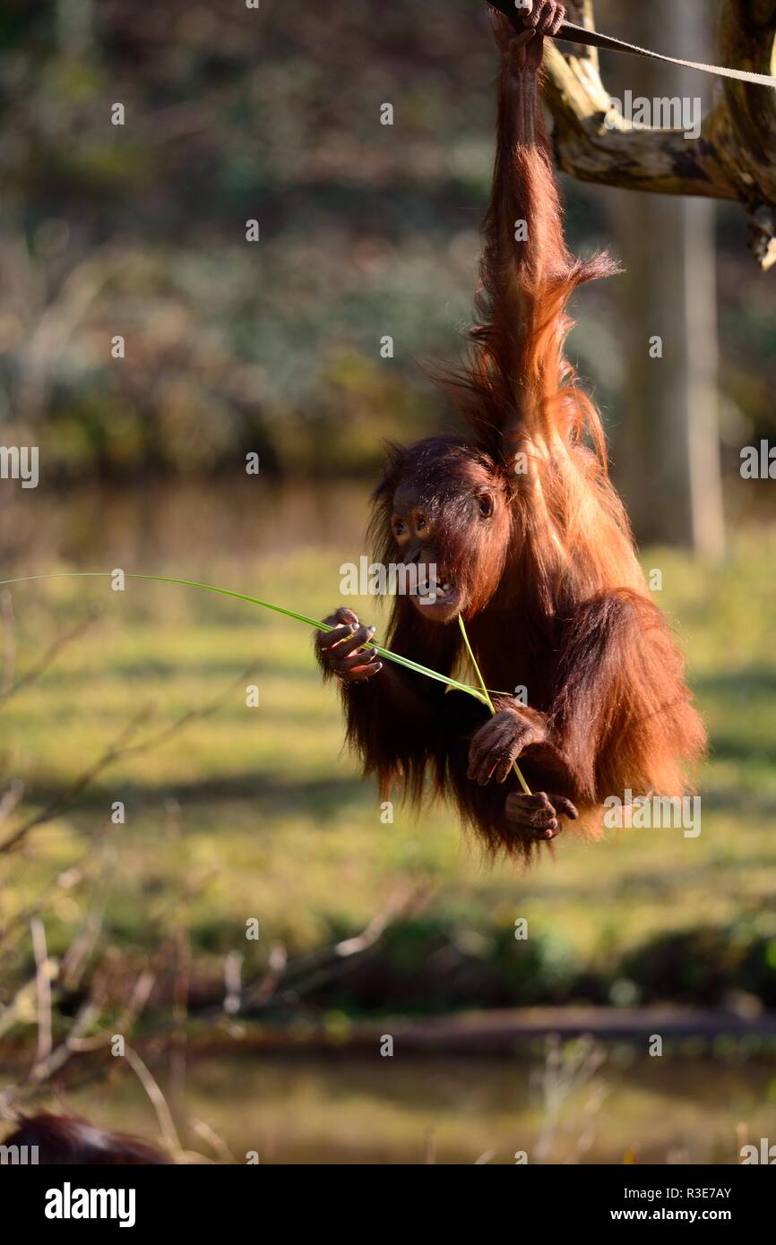Portrait d'un orang-outan (pongo pygmaeus) suspendu à un bras Banque D'Images